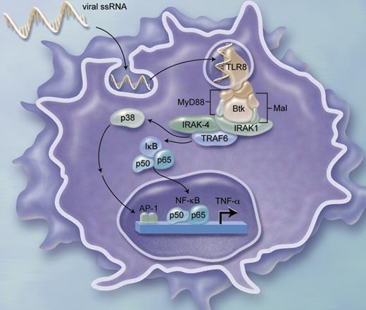 Role of Btk in TLR-8–mediated ssRNA-induced TNF-α production from monocyte-derived DCs. Illustration by A. Y. Chen.
