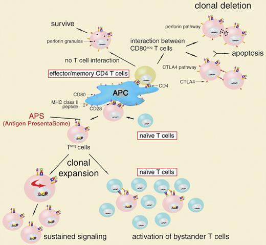Acquisition of antigen presentasome (APS) by T cells: immunological consequences.
