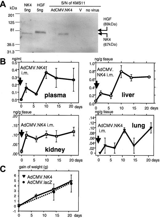 Figure 5. Production of the NK4 gene product by the AdCMV.NK4 vector and intramuscular injection of AdCMV.NK4 in lcr/scid mice. (A) AdCMV.NK4 was used to infect KMS 11 cells at multiplicity of infection (MOI) 30. Supernatant (5 μL) was subjected to Western blot analysis. Rabbit anti-HGF polyclonal antibody enabled the detection of a 67-kDa NK4 gene product. (B) Pharmacokinetic study of the NK4 gene product. Infectious particles (5 × 108/mL) of AdCMV.NK4 were injected into the femoral muscle of 5-week-old male lcr/scid mice on day 0 (arrow). On days 0, 3, 7, 10, 14, and 21, 3 mice were killed. Tissue lysates were obtained by immersing various organs in the lysis buffer overnight. The concentrations of NK4 in the plasma and tissue lysates were examined by ELISA. (C) Change in the weight of AdCMV.NK4-treated mice. A total of 5 × 108 infectious particles/mL AdCMV.NK4 or AdCMV.lacZ were injected into the femoral muscle of 5-week-old male lcr/scid mice. Changes in weight are shown. Each group consists of 3 mice.