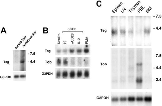 Figure 1. Northern blot analysis of TSG. (A) TSG mRNA is selectively suppressed in the presence of Tob. RNA extracted from Jurkat cells transfected with Tob cDNA or empty vector and expression of TSG was examined by Northern blot. (B) TSG mRNA is up-regulated in human CD4+ peripheral blood lymphocytes by mitogenic stimuli. Purified CD4+ T lymphocytes were cultured as indicated for 24 hours, RNA was extracted, and expression of TSG and TOB was examined by Northern blot. (C) TSG is expressed in human immune tissues. Northern blots of samples from human immune tissues were hybridized with human Tsg cDNA probe. In all experiments shown in panels A-C, after initial hybridization with Tsg probe, blots were striped and reprobed with human G3PDH cDNA probe. Relative molecular lengths, in kilobases, are indicated.