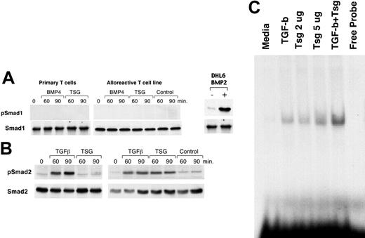 Figure 4. Tsg signals via the TGF-β–specific Smad2/3 in CD4+ T cells. (A) Primary CD4+ T cells or primed alloreactive CD4+ T-cell lines were cultured with BMP4 (100 ng/mL), Tsg (2 μg/mL), or control for 1 hour. Cell lysates were prepared and equal amounts (250 μg/sample) were used for immunoprecipitation with Smad1-specific antibody, followed by SDS-PAGE and Western blot with mAbs specific for p-Smad1 and Smad1. Results are representative of 4 independent experiments. DHL6 cell line was used as a positive control for Smad1 phosphorylation. (B) Primary CD4+ T cells or primed alloreactive CD4+ T-cell lines were cultured as in panel A and cell lysates (75 μg/sample) were analyzed by SDS-PAGE and Western blot with mAbs specific for p-Smad2 and Smad2. (C) Primed alloreactive CD4+ T-cell line was cultured for 1 hour with either media, TGF-β (2 ng/mL), Tsg (2 μg/mL), Tsg (5 μg/mL), or the combination of TGF-β (2 ng/mL) plus Tsg (2 μg/mL). Nuclear extracts were prepared and MSAs were done using Smad3/4 consensus oligonucleotides (Santa Cruz Biotechnology). Results are representative of 2 independent experiments.