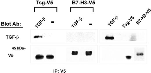 Figure 5. Tsg interacts with TGF-β. Purified Tsg-V5 or B7-H3-V5 and TGF-β were incubated overnight at 4°C, and subsequently immunoprecipitation was done with V5-specific antibody coupled on protein G. Complexes (lanes 1-2) were analyzed by SDS-PAGE along with purified proteins (lanes 3-4) and immunoblot was conducted using TGF-β-specific mAb or V5-specific antibody. Incubation of purified Tsg-V5 or B7-H3-V5 with diluent alone was used as control (indicated as −).