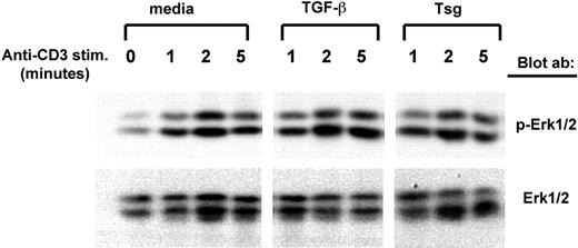 Figure 6. Tsg does not affect activation of Erk1/2. Primed alloreactive CD4+ T-cell lines were stimulated for the indicated time intervals by CD3 cross-linking after pretreatment either with media, TGF-β, or Tsg. Cell lysates were prepared and equal amounts (75 μg/sample) were analyzed by Western blot with mAbs specific for pErk1/2 and Erk1/2.