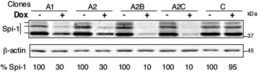Figure 1. Knock-down of Spi-1/PU.1 in spi-1 transgenic proerythroblasts. siRNA expression was induced by a 24-hour treatment with 100 ng/mL dox (+) in cells expressing one siRNA (A1 and A2) or 2 siRNA (A2B and A2C) or the empty vectors (C). Untreated cells were grown without dox (−). Spi-1 expression was analyzed by Western blotting. Three bands corresponding to Spi-1 protein were detected. Equal loading was verified by β-actin. The percentage of Spi-1 expression was calculated relatively to untreated cells by taking into account the 3 bands. C stands for control cells.
