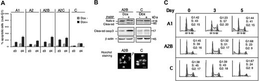 Figure 4. Apoptosis and cell cycle are dependent on the Spi-1 expression level. (A) The cells were cultured in the presence (Dox+) or absence of dox (Dox−) for 3 and 4 days (d3, d4). The cells were then fixed and stained with propidium iodide, and the sub-G1 part of the cell population was assessed using a FACS. The figure illustrates the mean ± SD of 4 experiments (B, top) The cleavage of PARP and caspase 3 was detected by Western blot using antibodies against PARP and cleaved caspase 3 in A2B and C cells grown with dox (100 ng/mL) or without dox for 3 days. (Bottom) Representative image of A2B and control cells treated with dox for 3 days and stained by Hoechst. Gray arrows designate apoptotic cells. Scale bar equals 13 μm. (C) Cell-cycle analysis by quantitative flow cytometry. The cells were fixed and stained with propidium iodide after different times in culture with dox, and the DNA content was assessed using a FACS. Each phase was expressed as the percentage of cells in cycle after exclusion of the sub-G1 population. Debris derived from dead cells are shown in gray on the left part of G1 phase. Analysis was performed at least 4 times with similar results.