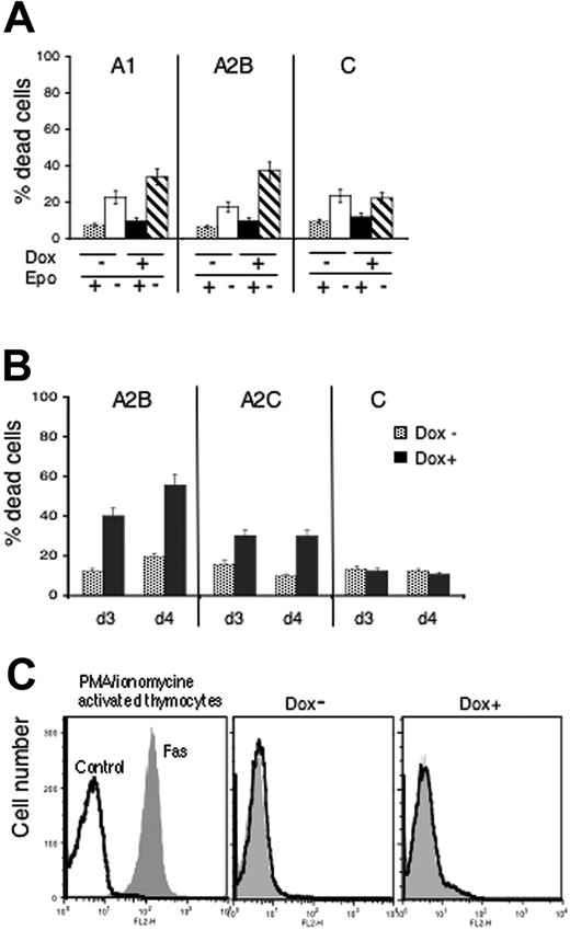 Figure 5. Antiapoptotic role of Spi-1 in preleukemic proerythroblasts. (A) Correlation between cytotoxic effect of Epo withdrawal and Spi-1 reduction was measured by the trypan blue exclusion test. Cells were grown for 18 hours with dox or without and then seeded for 12 hours (30-hour dox treatment) with or without Epo before being counted. (B) Cytotoxic effects of Spi-1 reduction on cells cultured in the presence of SCF. Cells were incubated with dox (100 ng/mL) for 3 or 4 days in the presence of SCF (100 ng/mL), and the percentage of dead cells was measured by trypan blue exclusion test. Data are the mean ± SD of 3 experiments. (C) Fas/FasL signaling does not participate to the cellular death stimulated by Spi-1 depletion. Cells were grown for 3 days with dox (100 ng/mL) or without. They were labeled with PE-conjugated Fas antibody and examined by flow cytometry. Control cells were labeled with a PE-conjugated isotype control. A representative experiment of 3 performed with either A2B or A2C cells is shown. (Left) Thymocytes stimulated with PMA/ionomycine for 12 hours and labeled with control or PE–anti-Fas; middle panel (dox−) A2B cells without dox; right panel (dox+) A2B cells with dox for 3 days.