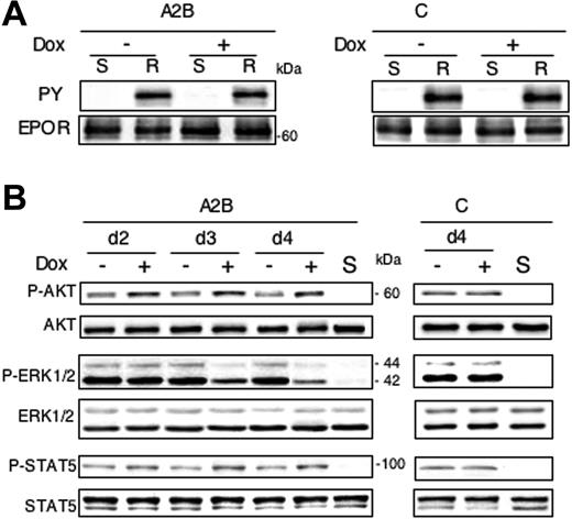 Figure 6. Inhibition of EpoR activation is not responsible for changes in proliferation and survival associated with the release of erythroid differentiation blockage. (A) Cells were grown either in the presence or absence of dox for 3 days (100 ng/mL) and then deprived in both serum and Epo for 4 hours (S) before being stimulated 5 minutes with 10 U/mL Epo and 5% serum (R). Cell lysates were subjected to immunoprecipitation with anti-EpoR antibodies and analyzed by Western blotting using antiphosphotyrosine antibodies (PY) followed by anti-EpoR antibodies (EPOR). A representative image for A2B and control cells is shown. (B) Western blot analysis of STAT5, ERK, and AKT phosphorylation as readout of signaling pathways activated downstream of the EpoR in cells treated for 2, 3, or 4 days with or without dox (100 ng/mL) in the presence of Epo (1 U/mL). S stands for starved cells that have been deprived from serum and Epo during 4 hours. Total protein extracts were subjected to immunoblotting with anti–phospho-AKT (specific for phosphorylated serine 473) or anti-AKT antibodies, with anti–phospho-ERK1/2 or anti-ERK1/2 and with anti–phospho-STAT5 (recognizing tyrosine 694–phosphorylated form) or anti-STAT5. For each cell type, analysis was performed at least 3 times with similar results. A representative image for A2B and control cells is shown.