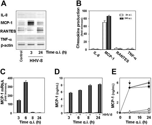 Figure 4. Induction of MCP-1 expression by HHV-8 infection in endothelial cells. (A) HUVECs were mock infected (control) or infected with HHV-8 (HHV-8). At 3 and 24 hours after infection total RNA was extracted and analyzed by RT-PCR for the expression of IL-8, MCP-1, RANTES, and TNF-α. β-Actin levels are shown as control. (B) In the same experiment culture supernatants were collected at 3 and 24 hours after infection and analyzed for the release of the indicated proinflammatory mediators by standard quantitative ELISAs. Levels of chemokines are expressed as fold induction of the levels detected in mock-infected control cells. Bars represent the mean ± SD of triplicate samples. (C) Mock-infected and HHV-8–infected HUVECs were harvested at the indicated times, and MCP-1 and β-actin mRNA levels were analyzed by TaqMan rtPCR. MCP-1 mRNA levels normalized for β-actin levels in the same samples are expressed as fold induction of the levels detected in mock-infected cells at the same time points. Bars represent the mean ± SD of triplicate samples. (D) In the same experiment MCP-1 levels in culture supernatants from mock-infected (−) and HHV-8–infected (+) cells were determined by ELISA. The results represent the mean ± SD of triplicate samples. (E) Cycloheximide and monensin (Sigma-Aldrich) were used to inhibit protein synthesis and secretion, respectively. Mock-infected (empty symbols) or HHV-8–infected (filled symbols) HUVECs were treated with 5 μM cycloheximide (□, ▪), 5 μM monensin (▴, ▵), or control diluent (○, •) 8 hours after infection (indicated by arrow). MCP-1 levels in culture supernatants were determined 24 hours after infection by ELISA. Bars represent the mean ± SD of triplicate samples. All experiments were performed 3 times with similar results.