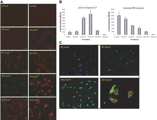 Figure 1. UV light induces ROS generation and apoptosis in HMEC-1 cells. (A) Exposure to different doses of UV light enhances generation of ROS as determined by DHE staining. (B) UV light induces a dose-dependent activation of caspase-3 and caspase-7 and a decrease in internal ATP content. Both parameters were measured 3 hours after irradiation. Data are given as mean ± SD of 3 independent experiments. (C) Increasing amount of UV light triggers fragmentation of nuclear DNA as demonstrated by TUNEL staining 24 hours after irradiation. Necrosis occurs at high doses of UV light as seen by annexin V/propidium iodide-staining in the lower right micrograph. Bars represent 50 μm.