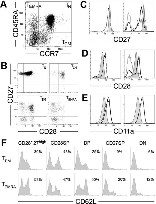Figure 1. Expression of CD27, CD28, CD11a, and CD62L in CD8+ T PBLs. (A-B) CD8-enriched PBLs were simultaneously stained for CD8, CCR7, CD45RA, CD27, and CD28. CD8high cells were then subdivided using CCR7 and CD45RA expression in naive (TN), central memory (TCM), effector memory (TEM), and effector memory CD45RA+ (TEMRA) cell subpopulations (A), and CD27/CD28 coexpression was evaluated in each of these cell sets (B). (C-E) Comparison of CD27 (C), CD28 (D), and CD11a (E) expression levels on TN cells (shaded histograms) with TCM (dashed), TEM (thick line), and TEMRA (gray line). (F) CD8+ cells depleted for CCR7 were simultaneously stained for CD8, CD62L, CD45RA, CD27, and CD28. TEM and TEMRA subpopulations gated on CD8high were subdivided according to their expression of CD27 and CD28 into CD27high, CD28+CD27− (CD28-SP), CD28+CD27+ (DP), CD28−CD27+ (CD27-SP), and CD28−CD27− (DN) cell sets. Results show CD62L expression in each of these sets in 1 representative donor.