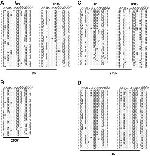 Figure 3. Single-cell expression profiles of the most differentiated CD8+ T-cell subpopulations. αβ-TCR+ CD8+ PBLs were subdivided by their expression of CCR7, CD45RA, CD27, and CD28, and individual cells from each subset were sorted and studied as described in Figure 2. Each single cell corresponds to 1 horizontal row, whereas the expression of the several genes studied is depicted vertically. The representative gene expression patterns presented correspond to (A) DP, (B) CD28-SP, (C) CD27-SP, and (D) DN CCR7−CD8+ T subsets. Each profile is from 1 representative donor of 3, with the exception of the minority CD28-SP set, which we could isolate only from this donor. The genes, ccl5, ccl4, tgfb1, tnf, lta, ifng, prf1, gzma, gzmb, faslg, tgfbr1, tgfbr2, ifngr2, and il10ra, code, respectively, for RANTES, MIP-1β, TGF-β1, TNF-α, TNF-β, IFN-γ, perforin, GZMA, GZMB, Fas-L, TGF-βR1, TGF-βR2, IFN-γR2, and IL-10Rα.