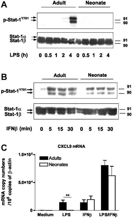 Figure 3. IFNβ signaling is functional in neonatal moDCs. (A-B) Stat-1 phosphorylation at Y701 in adult and cord blood moDCs was assessed by Western blotting. Cells were stimulated with LPS (100 ng/mL) (A) or recombinant IFNβ (10 U/mL) (B) for the indicated time. Total Stat-1 levels are shown as controls. One representative experiment of 3 is shown. (C) CXCL9 mRNA levels were determined in adult and cord blood moDCs by real-time RT-PCR. Cells were incubated with medium alone, LPS (100 ng/mL), and/or IFNβ (100 U/mL) for 6 hours. Mean and SEM from 5 different donors are shown. **P < .01 cord versus adult moDCs.