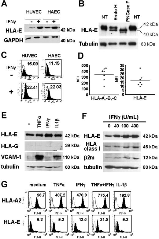 Figure 3. Regulation of total and cell-surface HLA-E in cultured ECs upon inflammation. (A) HLA-E protein expression in untreated and IFNγ-activated ECs. Confluent monolayers of HAECs and HUVECs were incubated with culture medium or with 100 U/mL IFNγ for 48 hours. Cell lysates were immunoblotted using MEM-E/02 as anti–HLA-E mAbs. Immunoblots were reprobed with anti-GAPDH mAb to compare protein loading within samples. A representative immunoblot is shown. (B) Total-cell lysates from IFNγ-treated ECs were digested with EndoH or PNGaseF for 12 hours at 37°C, loaded onto a 10% SDS-PAGE, and examined by Western blotting with anti–HLA-E antibody. For controls, samples were incubated without the enzymes (NT). Immunoblots were reprobed with antitubulin mAbs. (C) FACS analysis showing cell-surface HLA-E expression (solid histograms) on HAECs and HUVECs either untreated or activated with IFNγ for 48 hours. Controls were performed by using an isotype-matched control antibody (empty histograms). Mean of fluorescence intensity are indicated. (D) Comparative analysis of HLA class Ia (HLA-A, HLA-B, and HLA-C) and HLA-E on the surface of 7 independently derived cultures of HAECs. Results are express as means of fluorescence intensity (MFI). Horizontal bars correspond to the means of value expressed as “mean of fluorescence intensity.” (E) Western blot analysis showing HLA-E, HLA-G, VCAM-1, and β2-microglobulin in cell lysates from HAECs treated for 48 hours with 100 U/mL TNFα, 2.5 ng/mL IL1β, or 100 U/mL IFNγ or culture medium alone (−). Immunoblots were reprobed with antitubulin mAbs to compare protein loading within samples. A representative immunoblot of 3 experiments is shown. (F) Western blot analysis showing HLA-E, classical HLA class I, VCAM-1, and β2-microglobulin in cell lysates from HAECs treated for 48 hours with 0 to 400 U/mL IFNγ. Immunoblots were reprobed with antitubulin mAbs to compare protein loading within samples. A representative immunoblot is shown. (G) Flow cytometry analysis comparing HLA-A2 and HLA-E expression at the cell surface after 48 hours of treatment with TNFα, IFNγ, IL-1β, TNFα plus IFNγ, or culture medium alone. MFIs are indicated.