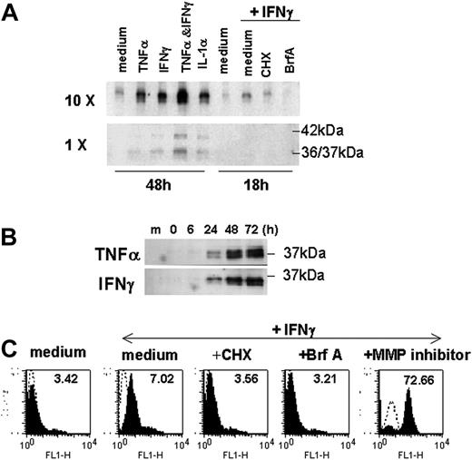 Figure 4. Production of sHLA-E by cytokine-activated ECs. ECs were incubated with cytokines for 48 hours or cultured for 18 hours in the absence (medium) or in the presence of IFNγ after a preincubation with CHX for 1 hours or with BrfA or galardin as a metalloproteinase inhibitor (MP inhibitor) for the last 6 hours of culture. (A) Supernatants were collected; sHLA-E was then detected by Western blotting in normal (1 ×) or concentrated (10 ×) supernatants (20 μL/sample). One representative experiment of 5 performed (B) Time-course analysis by Western blotting of sHLA-E release by ECs treated with IFNγ. Data are from 1 representative experiment of 3 performed. (C) Cells were harvested for analysis of membrane-bound HLA-E by flow cytometry following immunostaining with MEM-E/07 mAbs (solid histograms) or an isotype-matched control antibody (histograms in dotted line). MFIs are indicated above. One representative experiment of 3 performed.