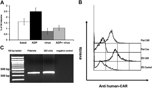 Figure 6. Platelets bind adenovirus and express CAR on their surface. The 3H-labeled platelets were allowed to adhere on fibronectin-coated wells with or without the virus and the extent of adhesion was determined after lysis and measurement of radioactivity. (A) Graph showing reduced platelet adhesion in the presence of the virus compared to basal platelet adhesion (n = 4, P = .04) and significant interference with ADP potentiation of platelet adhesion (n = 4, P = .008). Error bars represent ± SEM. (B) Platelets and CAR-expressing HEK 293 cells were stained with mouse monoclonal anti–human CAR antibody and FITC rabbit anti–mouse IgG and analyzed with flow cytometry. The flow cytometry histogram shows that platelets are positive for CAR (graph representative of 4 experiments). (C) The presence of CAR on platelets was verified by human platelet mRNA analysis; 1.5% agarose gel showing RT-PCR of platelet-derived RNA amplifying 366-bp band from the CAR gene. Lane 1 is a 100-bp molecular weight ladder.
