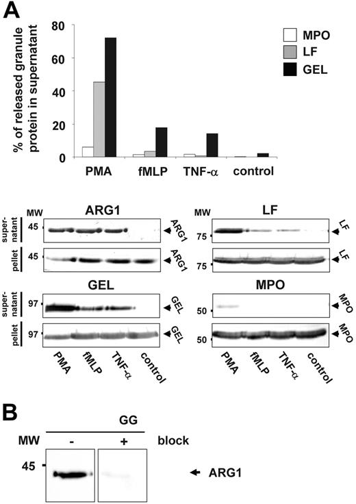 Figure 2. ARG1 is exocytosed by activated neutrophils. (A) Purified pb-PMNs were incubated for 15 minutes with or without the addition of 2.5 μg/mL PMA (phorbol myristate acetate), 100 nM fMLP (formyl-methionyl-leucyl-phenylalanine), or 50 ng/mL TNF α (tumor necrosis factor α). Supernatants containing granule proteins and pellets corresponding to equal amounts of cells were subjected to Western blot analysis (ARG1) or Western blot and ELISA analysis (MPO, LF, GEL). For Western blot analysis supernatants obtained from 3.75 × 106 stimulated cells as well as lysates of 3.75 × 106 stimulated cells were used. The percentage of MPO, LF, and GEL released by neutrophils was calculated as the amount of protein detected in the supernatant divided by the total amount of protein detected in the supernatant and pellet multiplied by 100. (B) Highly specific detection of ARG1 in gelatinase granules of neutrophils by Western blot analysis. A subcellular fractionation highly enriched in gelatinase granule (GG) was subjected to Western blot analysis using mouse anti–human ARG1 antibody. Prior blocking of the mouse anti–human ARG1 antibody by recombinant human ARG1 before probing of membranes reveals no cross-reactivity but a highly specific detection of only ARG1.