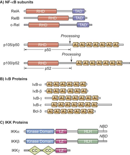 Figure 1. Structural organization of NF-κB, IκB, and IKK proteins. (A) NF-κB subunits. NF-κB comprises a group of 5 related transcription factors that share a highly conserved amino-terminal Rel homology domain (RHD), which is responsible for dimerization, nuclear translocation, DNA binding, and interaction with inhibitory IκB proteins. RelA, RelB, and c-Rel additionally possess a carboxy-terminal transactivation domain (TAD) that initiates transcription from NF-κB–binding sites in target genes. The ankyrin repeat (A) containing NF-κB1 and NF-κB2 precursor proteins p105 and p100 can be proteolytically processed to p50 and p52. (B) IκB proteins. The IκB proteins are characterized by the presence of 6 or 7 ankyrin repeats (A) to mediate protein-protein interactions. The ankyrin repeat motif can bind to the nuclear localization sequence of NF-κB proteins and is important for the retention of NF-κB in an inactive state in the cytoplasm. The mammalian IκB family members are IκB-α, IκB-β, IκB-γ, IκB-ϵ, and BCL-3. In addition, NF-κB1 and NF-κB2 precursor proteins p100 and p105 can also function as IκBs. (C) IKK proteins. The IKK complex contains the catalytic kinase subunits IKKα and IKKβ, as well as a regulatory subunit IKKγ (NEMO). IKKα and IKKβ possess a helix-loop-helix region (HLH) and a leucine zipper (LZ), which are responsible for both homodimerization and heterodimerization of IKKα and IKKβ. The catalytic subunits interact through their NEMO-binding domain (NBD) with IKKγ, which contains a coiled coil (CC) domain and a leucine zipper (LZ). Illustration by Kenneth Probst.