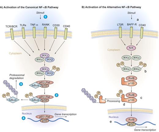 Figure 2. Canonical and alternative pathway of NF-κB activation. (A) Activation of the canonical NF-κB pathway. A series of stimuli activate the canonical pathway of NF-κB activation, including proinflammatory cytokines such as IL-1, TNF-α, or pathogen-associated molecular patterns that bind to TLRs, the antigen receptors TCR/BCR, or lymphocyte coreceptors such as CD40, CD30, or receptor activator of NF-κB (RANK) (1). Activated IKK phosphorylates IκB proteins on 2 conserved serine residues and induces IκB polyubiquitinylation (2), which in turn induces their recognition by the proteasome and causes successive proteolytic degradation (3). Following the IκB degradation, the cytoplasmic NF-κB dimers are released and translocate into the nucleus, where gene transcription is activated (4). (B) Activation of the alternative NF-κB pathway. The alternative pathway of NF-κB activation is engaged by a restricted set of cell-surface receptors that belong to the TNF receptor superfamily, including CD40, the lymphotoxin β receptor, and the BAFF receptor (a). This pathway culminates in the activation of IKKα (b), which can directly phosphorylate NF-κB2/p100 (c), inducing partial proteolysis of p100 to p52 by the proteasome (d). The p52 protein lacks the inhibitory ankyrin repeats and preferentially dimerizes with RelB to translocate into the nucleus (e). Illustration by Kenneth Probst.