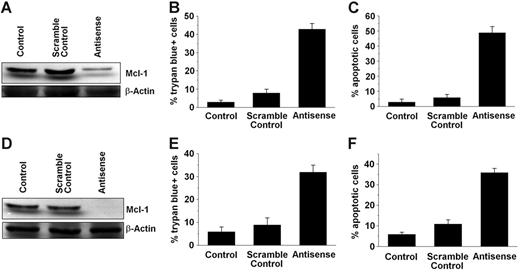 Figure 2. Effects of MCL-1 antisense oligonucleotides on MCL-1 protein expression and cell viability in HMC-1.1 and HMC-1.2 cells. HMC-1.1 cells (A-C) and HMC-1.2 cells (D-F) harboring KIT D816V were transfected with an MCL-1 antisense oligonucleotide at 250 nM (Antisense), a scramble control, or were left untransfected (Control) for 12 hours before analysis. (A, D) Western blot analysis of MCL-1 expression was performed using an anti–MCL-1 antibody. β-Actin served as loading control. One representative blot is shown for each cell line. (B, E) Evaluation of nonviable (trypan blue-positive) expressed as a percentage of all nucleated cells. (C, F) Numbers (%) of apoptotic cells. Results represent the mean ± SD from 3 independent experiments.