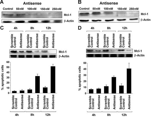 Figure 3. Dose- and time-dependent effects of MCL-1 antisense oligonucleotides on neoplastic mast cells. (A-B) Western blot analysis of MCL-1 expression in HMC-1.1 cells (A) and HMC-1.2 cells (B) after exposure to various concentrations of MCL-1 antisense oligonucleotides (Antisense) (50-250 nM) or control medium (Control) for 12 hours. β-Actin served as loading control. (C-D) Time-dependent effects of MCL-1 antisense oligonucleotides (Antisense) (250 nM) and a scramble Control (250 nM) on expression of the MCL-1 protein in HMC-1.1 cells (C) and HMC-1.2 cells (D). MCL-1 expression was determined by Western blotting, with β-actin serving as a loading control. (C-D, lower) Time-dependent effects of the MCL-1 antisense oligonucleotides (250 nM) and of the scramble Control (250 nM) on cell viability (ie, percentage) of apoptotic HMC-1.1 cells (C) and HMC-1.2 cells (D). Results represent the mean ± SD from 3 independent experiments.