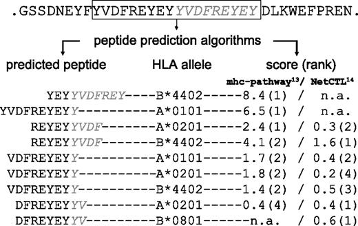 Figure 1. Prediction of HLA-binding peptides encoded by the FLT3-ITD sequence identified in AML cells of patient J.C. (JC-FLT3-ITD). Peptides from the ITD protein region (boxed) were predicted with public domain algorithms13–16 combining predictions for proteasomal processing, transporter associated with antigen processing (TAP) transport, and binding to the patient's HLA-A and -B alleles. Five peptides, ranked either first or second by the algorithms, were chosen for the in vitro stimulation of JC-PBMCs. The amino acid sequences of these peptides, their respective presenting HLA-I alleles, and their prediction scores and ranks are indicated (n.a. indicates prediction not available for this allele/epitope length).