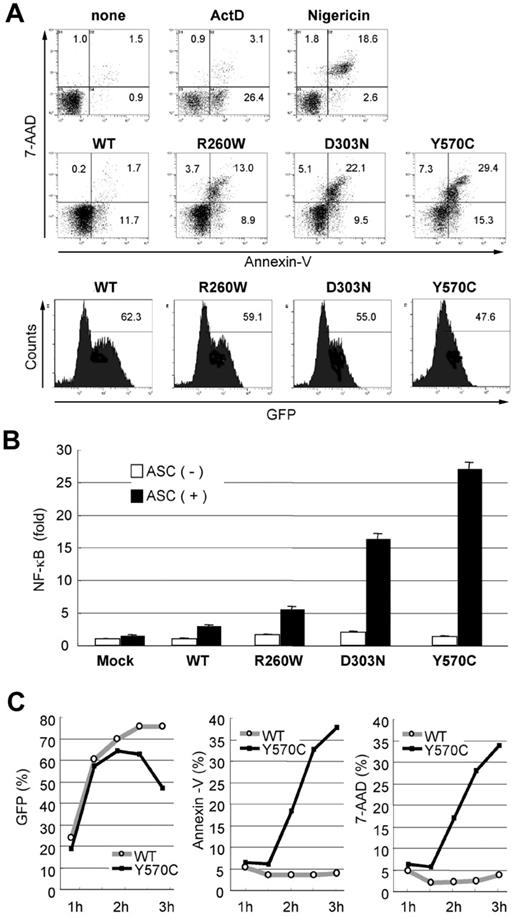 Figure 1. Autoinflammatory disease-associated mutations in CIAS1 induce rapid cell death. (A) As the controls for cell death, 1 × 106 THP-1 cells were treated with 1 μg/mL actinomycin D (ActD) and 20 μM nigericin. 0.5 μg of plasmid encoding GFP-CIAS1 or the disease-associated mutants (R260W, D303N, Y570C) were introduced into 1 × 106 THP-1 cells. After transfection (3 hours), cells were analyzed by flow cytometry, and the expression of CIAS1 was monitored by measuring GFP fluorescence. Cell death was assessed as positive annexin V staining (apoptosis) or double positive for annexin V and 7-AAD (necrosis). The number in each quadrant shows the percentage of cells. (B) HEK293 cells were cotransfected with 20 ng of WT-CIAS1 or the indicated mutants in the presence or absence of 20 ng of ASC. The ability to induce NF-κB activation was assessed by a dual luciferase reporter assay in HEK293 cells. Disease-associated mutants induced ASC-dependent NF-κB activation spontaneously. Values represent the mean of normalized data (mock without ASC = 1) of triplicate cultures, and error bars indicate SD. (C) Expression of GFP-CIAS1 and annexin V and 7-AAD staining were monitored by flow cytometry. Expression of GFP was observed at 1 hour and 30 minutes after transfection, at which point annexin V/7-AAD–positive cells started to appear in the Y570C-transfected cell population. The percentage of Y570C-transfected cells that were annexin V/7-AAD positive increased in a time-dependent manner. Representative data from 3 independent analyses of similar results are shown.