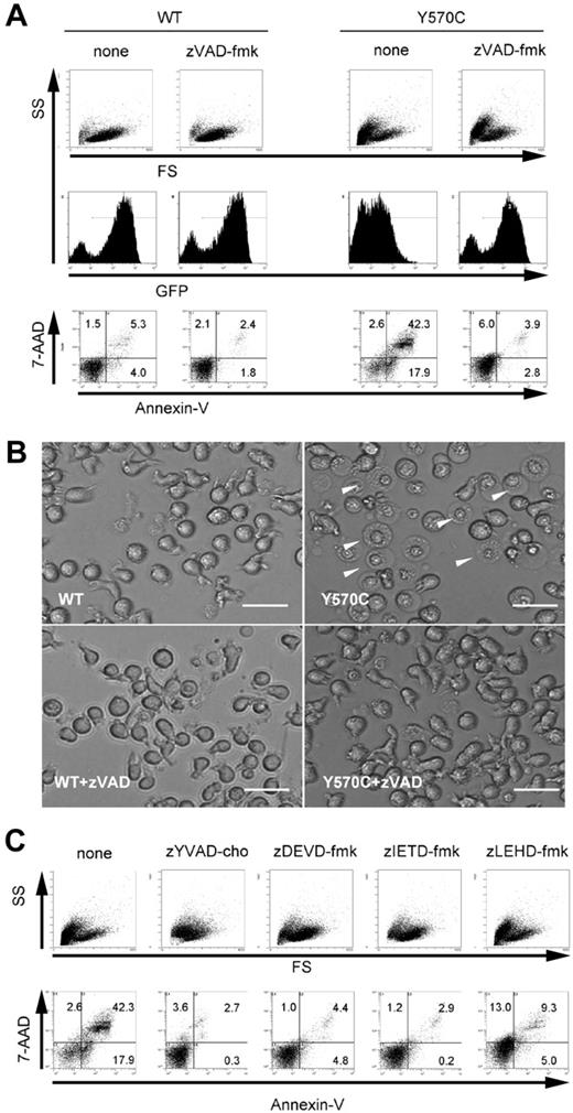 Figure 3. Suppressive effect of specific proteinase inhibitors on Y570C-induced cell death. (A) zVAD-fmk (50 μM) was added to THP-1 cells just after transfection. After transfection (3 hours), the cells were analyzed by flow cytometry. The expression of CIAS1 was monitored by GFP. Cells undergoing cell death appear as the cells smaller in size on the forward side-scatter (FS) axis, and cells positive for annexin V/7-AAD. The number in each quadrant shows the percentage of cells. (B) Transfected THP-1 cells were cultured in the presence or absence of 50 μM zVAD-fmk and observed by inverted microscopy using an Olympus IX70 microscope equipped with a 20×/0.40 objective lens and an Axiocam camera (Carl Zeiss). Axiovision version 3.0 software was used to process images. In some cells transfected with Y570C in the absence of zVAD-fmk treatment, the nucleus was more clearly delineated, and the cytoplasm was bigger in size but was less reflective of visual light (arrowheads), indicative of cells undergoing cell death. The scale bar represents 20 μm. (C) 50 μM of each caspase-specific inhibitor (caspase-1 inhibitor zYVAD-cho, caspase-3 inhibitor zDEVD-fmk, caspase-8 inhibitor zIETD-fmk, and caspase-9 inhibitor zLEHD-fmk) was added to THP-1 cells immediately after Y570C transfection, and cells were analyzed for cell death as for panel A. Representative data from 3 independent analyses of similar results are shown.