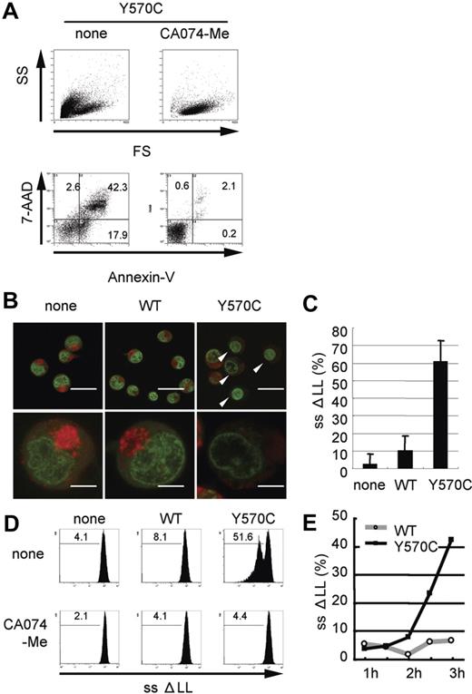 Figure 4. Cathepsin B-specific inhibitor suppresses Y570C-induced cell death and Y570C-transfection induces lysosomal leakage. (A) Y570C-transfected THP-1 cells were analyzed by flow cytometry 3 hours after transfection. Cells undergoing death are represented as cells that are smaller in size on the FS axis, and positive for annexin V/7-AAD. The cathepsin B–specific inhibitor CA-074-Me (50 μM) was added to THP-1 cells just after Y570C transfection. The number in each quadrant shows the percentage of cells. (B) Small-scale lysosomal leakage (ssΔLL) following transfection of WT-CIAS1 and Y570C lacking the GFP epitope tag was assessed by incubating cells with 1 μg/mL of acridine orange and monitoring fluorescence using confocal laser microscopy. In Y570C-transfected cells, cytosolic red fluorescence was reduced, accompanied by a dimming of the green-fluorescent structures of the nuclei. The top scale bar represents 20 μm; the bottom represents 5 μm. (C) The percentage of the cells with ssΔLL 3 hours after transfection with either WT-CIAS1 or Y570C. Error bars indicate SD (n = 6). (D) Analysis of ssΔLL by flow cytometry in cells transfected with the indicated constructs, in the presence or absence of 50 μM cathepsin B–specific inhibitor CA-074-Me. The cathepsin B–specific inhibitor CA-074-Me (50 μM) suppressed ssΔLL in Y570C-transfected cells. ssΔLL represents the loss of red fluorescence, and each number shows the percentage calculated in the region under the bar. (E) The percentage of cells with ssΔLL assessed by flow cytometry. Transfection with Y570C resulted in a time-dependent increase in ssΔLL in THP-1 cells. Representative data from 3 independent analyses of similar results are shown.