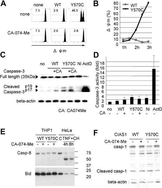 Figure 5. Y570C-transfection induces mitochondrial damage. (A) Loss of mitochondrial inner transmembrane potential (Δψm) was assessed by flow cytometry using 1 μM of MitoTracker DeepRed 633. Δψm is represented as the loss of deep red fluorescence. The cathepsin B–specific inhibitor CA-074-Me (50 μM) suppressed Δψm in Y570C-transfected cells. Each number shows the percentage calculated in the region under the bar. (B) The percentage of cells with Δψm increased in a time-dependent manner following transfection with Y570C. (C) Full-length caspase-3 was detected by using a caspase-3 antibody, and cleaved caspase-3 was detected by using a cleaved caspase-3–specific antibody. Y570C-tranfection resulted in slight cleavage of caspase-3. However, this level of cleavage was far less than that induced by actinomycin D (ActD) treatment, but similar to the level induced by nigericin treatment. (D) After transfection with the WT-CIAS1 or Y570C mutant (3 hours), THP-1 cells were harvested and caspase-3 activity was measured according to the manufacturer's protocol. THP-1 cells treated with 1 μg/mL ActD and 20 μM nigericin (Ni) were used as controls. The fold increases in caspase-3 activity are the means of the normalized data (no treatment = 1) of triplicate cultures, and error bars indicate SD. (E) Neither cleaved caspase-8 nor Bid cleavage was observed upon Western blot analysis of cells following Y570C transfection. Bid cleavage can be assessed by the loss of full length of Bid. HeLa cells without treatment or treated with 20 ng/mL TNF-α and 10 μg/mL cycloheximide (TNF + CH) were used as positive controls for protein cleavage. (F) Y570C transfection did not induce caspase-1 cleavage at least 3 hours after transfection. Representative data from 3 independent analyses of similar results are shown.