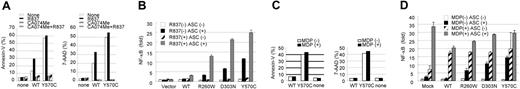 Figure 6. R837, activator of cryopyrin-associated inflammasome, induces rapid cell death. (A) Addition of 10 μg/mL imiquimod R837 to WT-CIAS1–transfected THP-1 cells induced rapid cell death, as assessed by annexin V– and 7-AAD–positive staining. This effect was effectively suppressed by CA-074-Me (CA074) treatment. (B) ASC-dependent-activation of NF-κB induced by R837 was assessed using a gene reporter assay in HEK293 cells in the presence or absence of 10 μg/mL R837. NF-κB activity in cells expressing each of the disease-related CIAS1 mutants increased approximately 2-fold after R837 treatment. Values represent the mean of normalized data (mock without R837 = 1) of triplicate cultures, and error bars indicate SD. (C) Addition of 2 μg/mL of MDP to WT-CIAS1– and Y570C-transfected THP-1 cells had only a marginal effect on cell death, as assessed by the percentage of cells that were positive for annexin V and 7-AAD. (D) ASC-dependent activation of NF-κB induced by MDP was assessed using a gene reporter assay in HEK293 cells in the presence or absence of 2 μg/mL MDP. Although MDP induced NF-κB activation, it did not show ASC dependency. Values represent the means of the normalized data (mock without MDP = 1) of triplicate cultures, and error bars indicate SD. Representative data from 3 independent analyses of similar results are shown.