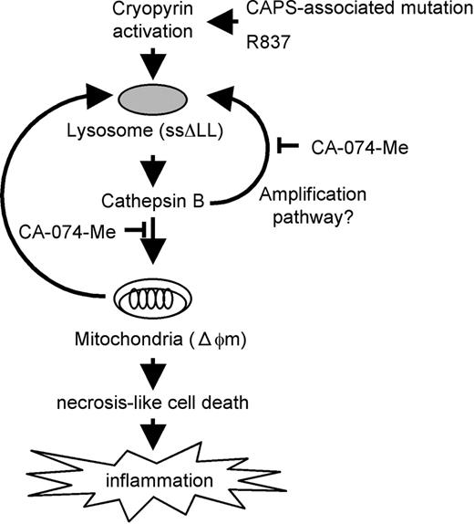 Figure 7. Activation of cryopyrin induces cathepsin B–dependent rapid cell death of human THP-1 monocytic cells. Activation of cryopyrin is induced by the CAPS-associated mutation or R837. It induces necrosis-like cell death, which is accompanied by lysosomal leakage (ssΔLL) and loss of mitochondrial inner transmembrane potential (Δψm). All of these effects are effectively suppressed by the cathepsin B–specific inhibitor CA-074-Me, indicating that the cell death involves a cathepsin B–dependent pathway. Unfortunately, the mechanism of cathepsin B release into the cytosol upon activation of CIAS1 remains unclear; however, there may be an amplification pathway that cathepsin B participated in further lysosomal leakage upon activation of CIAS1. Activation of cryopyrin induces cathepsin B–dependent rapid necrosis-like cell death, which has the potential to evoke inflammation.