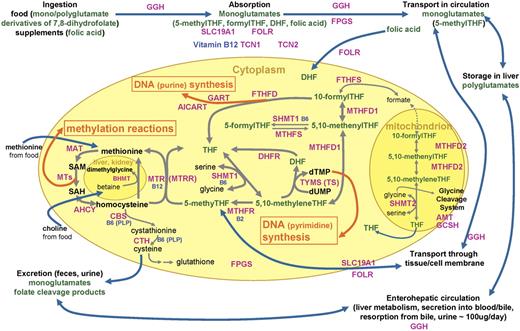 Figure 1. Diagram of folate and one-carbon metabolism in mammalian organisms. Intracellular one-carbon transfer reactions are essential for nucleotide (thymidylate and purine) synthesis and methylation of numerous compounds, including DNA, RNA, proteins, and phospholipids. These one-carbon transfer reactions are mainly supported by folate, a B vitamin that serves as a one-carbon carrier/donor. This diagram depicts absorption, transport, and metabolism of folate around the intracellular one-carbon metabolism as well as enzymes/proteins and other nutritional factors involved.1–5 Folates in food, mostly polyglutamates, are hydrolyzed to monoglutamates by GGH in the gut and are absorbed across the intestinal mucosa with folic acid from fortified foods and supplements mostly by a saturable pH-dependent process, via reduced folate carrier (encoded by SLC19A1), and by passive diffusion at high concentrations. Once absorbed into the portal circulation, folates are taken up by the liver, where they are metabolized to polyglutamates by FPGS and retained or released into blood or bile as 5-methylTHF. Folate released in bile is reabsorbed in the small intestine. About two thirds of 5-methylTHF, the predominant form of folate in circulation, is bound to low-affinity proteins, mostly albumin: low levels of high-affinity folate binders are also found in blood. Blood 5-methylTHF is transported into the cell by carrier-mediated or receptor-mediated mechanisms. Reduced folate carrier has a higher affinity for reduced folate than oxidized folic acid and accounts for the transport of most folate and methotrexate. Membrane-bound folate receptors, including folate receptor 1 encoded by FOLR1, with high affinity for folic acid are expressed in epithelial tissues, and its expression is elevated in malignant epithelial tumors.6 The predominant cytoplasmic folate, 5-methylTHF, donates its one-carbon moiety to methylate homocysteine to methionine, yielding THF. THF is a much preferred substrate to FPGS that lengthens the glutamate chain of the monoglutamate folate so folates can be retained in the cell. This polyglutamylation also enables folates to be used by one-carbon metabolizing enzymes that have much higher affinities for polyglutamates than monoglutamates. In deficiency of vitamin B12, which is a coenzyme for methionine synthase (MTR) that converts 5-methylTHF to THF, or with insufficient transcobalamins (TCN1, TCN2) for vitamin B12 absorption, deficiency of functional folate (THF) occurs despite sufficient folate in circulation (“methyl-trap”). MTR loses its activity when its vitamin B12–derived coenzyme, cobalamin, gets oxidized: MTRR reactivates MTR using the methyl supply from SAM. Homocysteine can be remethylated via an alternative mechanism of BHMT using betaine, supplied from dietary choline, in kidney and liver. Methionine, from homocysteine and also supplied from diet, is converted to SAM, a universal donor of one-carbon unit to numerous methylation reactions via MTs in part for DNA methylation. Resulting SAH is hydrolyzed to homocysteine, which then gets remethylated or catabolyzed via the transsulfuration pathway initiated by CBS. The active coenzyme THF obtains one-carbon moiety from amino acid serine via SHMT1 catalysis, yielding 5,10-methyleneTHF, which is an important common substrate to methylation pathway described (remethylation of homocysteine to methionine) via MTHFR or to nucleic acid synthesis pathways via TYMS (uridylate to thymidylate conversion; pyrimidine synthesis) or MTHFD1/FTHFD (purine synthesis). DHF, the remnant of TYMS reaction on THF, is also supplied from folic acid that is reported to be found in blood in higher proportion than usual when a large dose is consumed from fortified foods or supplements. 5,10-MethenylTHF can be interconverted with 5-formylTHF (also known as folinic acid or leucovorin; thought to be the storage form of folate) via SHMT1/MTHFS. Although less understood, mitochondrial one-carbon metabolism is proposed to be in equilibrium with cytoplasmic metabolism and contains glycine cleavage system. AHCY indicates S-adenosylhomocysteine hydrolase; AICART, phosphoribosylaminoimidazolecarboxamide formyltransferase; AMT, aminomethyltransferase; B2, vitamin B2; B6, vitamin B6; B12, vitamin B12; BHMT, betaine-homocysteine methyltransferase; CBS, cystathionine-beta-synthase; CTH, cystathionase; DHF, dihydrofolate; DHFR, dihydrofolate reductase; FPGS, folylpolyglutamate synthase; dTMP, deoxythymidine monophosphate; dUMP, deoxyuridine monophosphate; FOLR, folate receptor; FTHFD, 10-formyltetrahydrofolate dehydrogenase; FTHFS, 10-formyltetrahydrofolate synthase; FTHFSDC1, 10-formyltetrahydrofolate synthetase domain containing 1; GART, glycinamide ribonucleotide formyltransferase; GCPII, glutamate carboxypeptidase II; GCSH, glycine cleavage system protein H; GGH, gamma-glutamylhydrolase; MAT, methionine S-adenosyltransferase; MTs, a group of methyltransferases; MTHFD1, cytoplasmic 5,10-methylenetetrahydrofolate dehydrogenase; MTHFD2, mitochondrial 5,10-methylenetetrahydrofolate dehydrogenase; MTHFR, 5,10-methylenetetrahydrofolate reductase; MTHFS, 5,10-methenyltetrahydrofolate synthetase; MTR, methionine synthase; MTRR, methionine synthase reductase; PLP, pyridoxal 5′-phosphate; SAH, S-adenosylhomocysteine; SAM, S-adenosylmethionine; SHMT1, cytoplasmic serine hydroxymethyltransferase; SHMT2, mitochondrial serine hydroxymethyltransferase; SLC19A1, reduced folate carrier; TCN1, transcobalamin 1; TCN2, transcobalamin 2; THF, tetrahydrofolate; and TYMS, thymidylate synthetase.