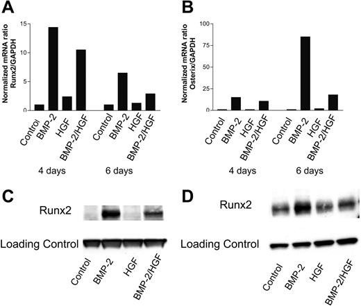 Figure 3. HGF inhibits the BMP-2–induced expression of osteoblast-specific transcription factors. Relative mRNA levels of Runx2 (A) and Osterix (B) in C2C12 cells. Runx2 protein expression detected by Western blotting of nuclear extracts from C2C12 cells (C) and hMSCs (D) treated for 6 days. The concentrations of cytokines were 300 ng/mL BMP-2 and 100 ng/mL HGF.