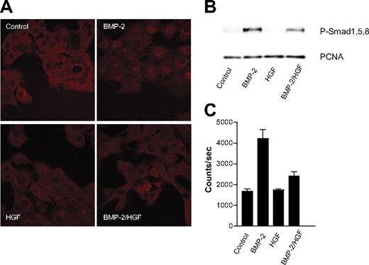 Figure 5. HGF inhibits Smad signaling. (A) Detection of phosphorylated (P)–Smad 1, 5, and 8 in C2C12 cells treated for 45 minutes with BMP-2 (300 ng/mL) and/or HGF (100 ng/mL). (i) Control cells (P–Smad 1, 5, or 8 detected in 19% of the nuclei); (ii) BMP-2–treated cells (P–Smad 1, 5, or 8 detected in 57% of the nuclei); (iii) HGF-treated cells (P–Smad 1, 5, or 8 detected in 33 % of the nuclei); and (iv) BMP-2– and HGF-treated cells (P–Smad 1, 5, or 8 detected in 21% of the nuclei). (B) Detection of P–Smad 1, 5, and 8 by Western blotting of nuclear extracts of C2C12 cells treated for 45 minutes as indicated. (C) Luciferase activity of hMSCs transfected with BRE-luc stimulated for 5 hours as indicated. The concentrations of cytokines in (A-C) were 300 ng/mL BMP-2 and 100 ng/mL HGF.