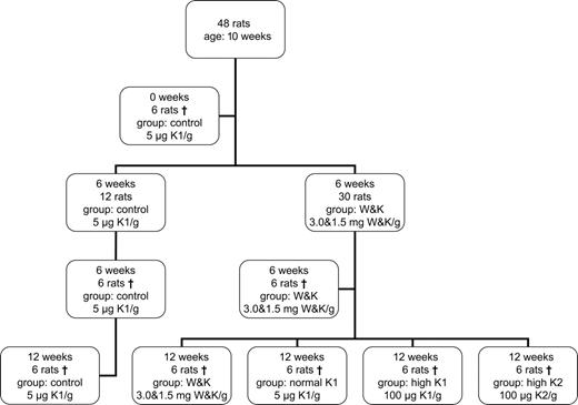 Figure 1. Flow diagram of the protocol used.