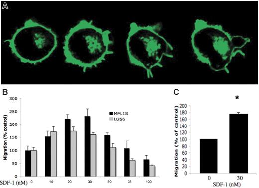 Figure 3. Migration and motility in response to SDF-1. (A) Increased motility of plasma cells in response to SDF-1 with pseudopodia formation. (B) Transwell migration assay demonstrating the migration of MM.1S and U266 MM cell lines in response to serial concentrations of SDF-1 (0-100 nM). SDF-1 induced maximum migration at doses of 20 to 30 nM and decreased migration at doses of 75 to 100 nM. (C) Transwell migration assay demonstrating the migration of CD138+ primary plasma cells in response to SDF-1.