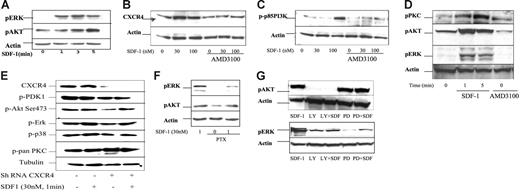 Figure 5. Signaling pathways regulated by SDF1/CXCR4 in MM. (A) Immunoblotting for pERK and pAKT, demonstrating rapid activation in response to SDF-1 30 nM in a time-dependent fashion at 1, 3, and 5 minutes. (B) Immunoblotting for total CXCR4 demonstrating up-regulation of CXCR4 by SDF-1 (30 and 100 nM for 5-minute incubation) and inhibition by AMD3100 (100 μM for 16-hour incubation), even in the presence of SDF-1 stimulation. (C) Immunoblotting for pPI3K (p85) demonstrating activation in response to SDF-1 in a dose-dependent fashion with maximum activation at 100 nM at 5 minutes. This effect was abrogated by AMD3100 (30-100 μM for 16-hour incubation), confirming that SDF-1 activates PI3K through CXCR4. (D) Immunoblotting for PKC, pAKT, and pERK1/2 in the presence or absence of AMD3100 (30 μM for 16-hour incubation). SDF-1 led to a rapid up-regulation of pPKC, pAKT, and pERK1/2 at 1 minute and 5 minutes. AMD3100 inhibited the expression of pPKC, pAKT, and pERK1/2. (E) Immunoblotting with CXCR4 knockdown MM.1S (lanes 3-4) and mock-infected MM.1S (lanes 1-2), with or without stimulation with 30 nM SDF-1 for 1 minute. CXCR4 knockdown with shRNA led to the inhibition of CXCR4, p-PDK-1, pAKT, and pERK1/2, but not p-p38 MAPK. (F) Immunoblotting for pERK and pAKT in the presence of 50 ng/mL pertussis toxin (PTX) for 90 minutes. SDF-1 (30 nM) induced pERK and pAKT as a control in lane 1. PTX inhibited pERK and pAKT even in the presence of SDF-1, indicating that activation of these pathways by SDF-1 is Gi dependent. (G) Immunoblotting for pAKT and pERK in the presence of the PI3K inhibitor LY294002 (25 μM for 20 minutes) or the MEK inhibitor PD098059 (25 μM for 90 minutes) with or without SDF-1. LY294002 inhibited pAKT even in the presence of SDF-1, whereas PD294002 did not affect AKT activity. LY294002 inhibited pERK1/2, indicating that ERK/MAPK is downstream of PI3K. PD294002 inhibited pERK activity even in the presence of SDF-1.