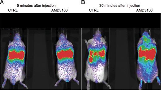 Figure 7. Bioluminescence imaging of Luc+ MM.1S cells injected intravenously into the tail veins of SCID/NOD mice. Cells were incubated in vitro before injection in 50 μM AMD3100 or control PBS for 4 hours at 37°C. Whole body real-time bioluminescence imaging was performed every 5 minutes for 90 minutes after injection. (A) Equal distribution of bioluminescence in the control (CTRL) and treated (AMD3100) mice 5 minutes after injection. (B) Thirty minutes after injection, fluorescence intensity diminished in the cardiopulmonary area, indicating exit from the circulation in the CTRL mice. In AMD3100-treated mice, bioluminescence remained high in the cardiopulmonary area.