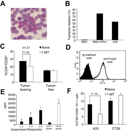 Figure 6. In vivo inhibition of IDO prevents tumor-mediated expansion of CD4+CD25+ T cells by blocking the conversion of CD4+CD25− cells. (A) Immunocytochemistry analysis for IDO protein in A20 cells. Image was obtained on an Olympus B×41 microscope (Olympus, Tokyo, Japan) equipped with a 40×/0.75 NA objective lens and an Olympus Camedia camera. No imaging medium or solution was used. Olympus Camedia software was used for image acquisition. (B) Functional enzymatic activity. Depletion of tryptophan from the culture medium (expressed as the percentage of the starting concentration in fresh medium) by human MSCs with or without IFN-γ (positive control sample) and A20 cells. Results are representative of 3 independent experiments. (C) BALB/c mice were injected intrasplenically with 105 A20 cells (TB indicates tumor-bearing mice), and, from the day of tumor injection, they were treated or not with 1-D and L-MT (NT indicates not treated, n = 21; 1-MT, 1-MT–treated, n = 21). Two groups of mice (naive, n = 15) were not injected with the tumor but received 1-MT. Percentage of CD4+CD25+ T cells among CD4+ T cells in the spleen was assessed by flow cytometry analysis. Averages of data collected from experiments independently performed are reported. The data report the mean ± SD of independent experiments. (D) Intracellular Foxp3 expression in purified CD4+CD25+ T cells obtained from splenocytes of tumor-bearing mice. Results are representative of 4 independent experiments. (E) Anti-CD3 mediated proliferation of naive CD4+CD25− T cells in the presence of increased numbers of CD4+CD25+ cells obtained from splenocytes of tumor-bearing mice (▪). As a positive control, CD4+CD25− cells were stimulated in the absence of CD4+CD25+ T cells (□). Proliferation was evaluated after 3 days by thymidine incorporation assay. Results are expressed as cpm and represent the mean ± SD of 4 independent experiments. *P = .03, experimental versus control sample. (F) In vivo conversion experiments. Purified Thy1.1+ CD4+CD25− T cells (10 × 106) were transferred into BALB/c mice bearing A20 or CT26 tumors. After 10 days, spleens were collected and labeled with Thy1.1, CD4, and CD25; Thy1.1+ CD4+ cells were gated and analyzed for CD25 and CFSE expression. Cumulative data of the CFSEhighCD25+Thy1.1+ cells conversion in spleens cells are reported and represent the mean ± SD of 4 experiments.