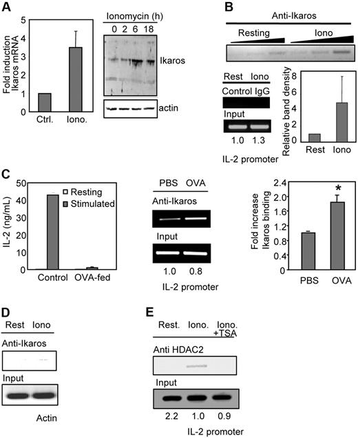 Figure 4. Calcium signaling induces increased expression and binding of Ikaros to the il2 promoter in anergic Th1 cells. (A) Th1 cells were treated with ionomycin (Iono) for 6 hours and the expression of Ikaros mRNA was measured by qPCR compared with resting cells (Ctrl). Graph shows mean + SEM of 3 independent experiments. Ikaros expression was also determined by Western blot. Anti–mouse β-actin antibodies were used to control loading. (B) In vivo binding of Ikaros to the il2 promoter in anergic Th1 cells was determined by ChIP using anti-Ikaros antibodies and primers for the il2 promoter on ionomycin-treated (Iono) and control resting (Rest) Th1 cells. ChIPs were also performed with a control IgG. PCR products are shown for precipitated fractions and sample inputs. One experiment of 4 with similar results is shown. Numbers below input bands represent relative amount (to control cells) quantified using qPCR. Reactions were carried out with 3 different amounts of sample (2-fold increases) to confirm linearity of the amplification. Graph shows relative band (to control cells) intensity of immunoprecipitated complexes from all experiments (mean + SEM). (C) CD4+ T cells from DO11.10 mice were isolated from OVA-fed mice and age- and sex-matched PBS-fed controls. Anergy was assessed by ELISA following stimulation with anti-CD3 and anti-CD28. Bars show mean + SEM of 3 different experiments. Chromatin complexes were immunoprecipitated using an anti-Ikaros antibody. PCR products using primers for the il2 promoter are shown for the precipitated fraction and the sample inputs. Gel shows one experiment of 4 with similar results. Numbers below input bands represent relative amount (to the value in PBS-fed mice) quantified using qPCR. Reactions were carried out with different amounts of immunoprecipitated sample (2-fold increases) to confirm linearity of the amplification. Graph shows relative intensity of immunoprecipitated complexes from 4 different sets of mice (mean + SEM). *P < .02 when comparing band intensities from PBS- and OVA-fed mice using a t test. (D) Samples from panel B were analyzed using primers for mouse actin. (E) ChIP assays were performed using anti–mouse HDAC2 antibodies on samples prepared from resting (Rest) Th1 cells or cells treated with ionomycin (Iono) ± TSA. Samples were amplified with primers for the il2 promoter. Gel shows 1 of 3 experiments. Numbers below input bands represent relative amount (to the value in resting cells) quantified using qPCR.