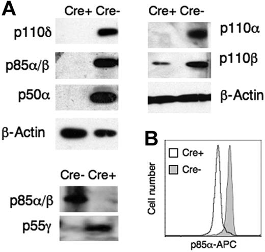 Figure 1. Complete deletion of major class IA PI3K regulatory subunits causes greatly reduced expression of catalytic isoforms. (A) Immunoblot analysis of catalytic and regulatory isoform expression in purified T cells from r1f/r2n (Cre−) mice or r1ΔT/r2n (Cre+) mice. p55γ could only be detected in the Cre+ lysates using high-sensitivity enhanced chemiluminescence (ECL) reagents (Pierce SuperSignal Femto ECL kit). Data are representative of 4 sets of littermates. (B) Intracellular detection of p85α in T cells of Cre− or Cre+ mice. Fluorescent staining was also observed in T cells from p85α-null (Pik3r1tm1) mice24 and is likely due to cross-reacting proteins, because this antibody detects one other strong band on immunoblots (data not shown). Data are representative of 4 sets of littermates.