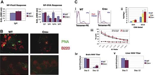 Figure 6. Defective T-cell help to B cells and germinal center formation following immunization, but normal antiviral responses in r1ΔT/r2n mice. (A) Serum antibody levels in mice injected with NP-Ficoll (left panel) or NP-OVA (right panel) are shown from WT versus r1ΔT/r2n (Cre+) mice. Data are shown as means ± SEM of 4 or 5 mice per genotype using serum dilutions in the linear range of detection. (B) Representative spleen sections of NP-OVA–immunized WT or Cre+ mice stained with B220-PE to identify B cells and PNA-FITC to identify germinal centers. Quantification of 4 WT and 7 Cre+ sections revealed a significant reduction in germinal center number (mean ± SEM of WT versus Cre+, 6.5 ± 0.6 versus 4.4 ± 0.6; P < .05) despite equivalent numbers of follicles (8.5 ± 1 versus 11.3 ± 1.2; P > .1). Germinal center size, measured by counting total green pixels and dividing by germinal center number, was also significantly reduced (2897 ± 513 versus 1463 ± 271; P < .01). Images were visualized using a Nikon Eclipse TE1000-S microscope equipped with a Nikon 4×/0.1 numerical aperture Plane objective (Nikon, Melville, NY). Images were captured using a Phonometrics CoolSnap ES camera (Roper Scientific, Ottobrunn, Germany) and Media Cybernetics ImagePro Express software version 5.1.1.14 (Media Cybernetics, Silver Spring, MD). Images were overlaid in Adobe Photoshop CS2 (Adobe, San Jose, CA); measurements were made using ImageJ software version 1.37 (National Institutes of Health, Bethesda, MD). (C) Flow cytometric tetramer staining of splenic CD8+ T cells (i), intracellular measurement of IFN-γ production (ii), and CTL assay (iii) conducted 7 days after intraperitoneal infection of MHV in WT or r1ΔT/r2n (Cre+) mice. Tetramer stains are of sham and infected animals of each genotype and are representative of 5 mice per genotype. The percent of tetramer-positive cells is shown in blue. CTL and ICS data are shown as the mean ± SEM of 3 to 5 mice per genotype (iv, v). Viral titer in WT and Cre+ mice after intracranial infection. Brain (iv) and liver (v) titers were measured at days 5 and 12 after infection. Data are shown as the mean ± SEM of 3 to 5 mice. Similar responses were observed in r1f/r2n mice.