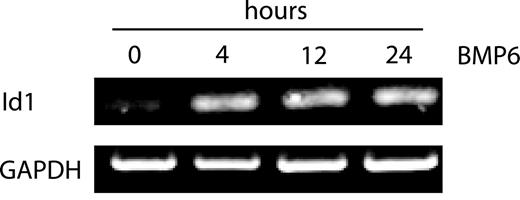 Figure 1. BMP6 induces the up-regulation of Id1 in a time-dependent fashion. RT-PCR analysis of Id1 in MECs treated with or without BMP6. Total RNA was extracted from MECs collected at 4, 12, and 24 hours after BMP6 treatment. GAPDH was used as a loading control.