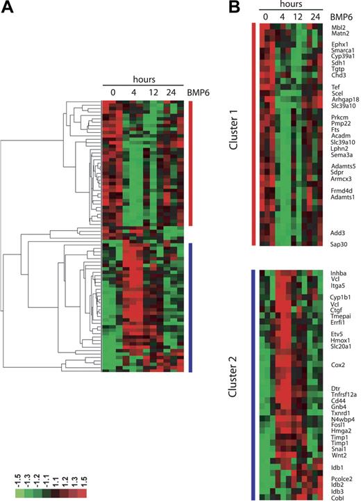 Figure 2. Hierarchic clustering of BMP6 target genes. Differentially expressed genes were selected with a P value of .05 or less and ratio fold change of 1.5 or more, and were subjected to hierarchic cluster analysis. Median-centered clusters were viewed with Java-TreeView. Fold change relative to common reference is indicated by red (+1.5; full scale) and green (−1.5; full scale) intensity. (A) Global view of the clustered genes. (B) Detail of the clustered genes with selected genes labeled. Cluster 1 corresponds to genes in Table 1, and cluster 2 corresponds to genes in Table 2. The complete data set is accessible online through the University of North Carolina Microarray Database.27