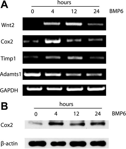 Figure 3. RT-PCR and Western blotting analysis of gene expression in BMP6-induced EC activation. (A) RT-PCR analysis of Wnt2, Cox2, Timp1 and Adamts1 expression using total RNA from MECs collected at 0, 4, 12, and 24 hours after BMP6 treatment. GAPDH was used as a loading control. (B) Western blot analysis of Cox2 protein expression after BMP6 stimulation for the indicated times. β-actin was used as a loading control.