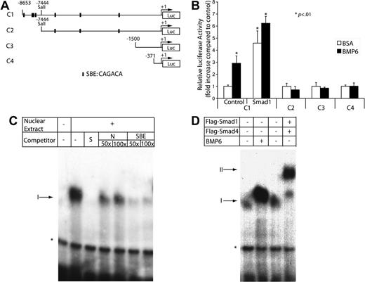Figure 5. Activation of the Cox2 promoter by BMP signaling. (A) Depiction of 4 luciferase reporters of the Cox2 promoter, −8653 to +53 bp, −7444 to +53bp, −1500 to +1 bp, and −371 to +70 bp. Putative Smad-binding sites are denoted. (B) MECs were transfected with luciferase reporter plasmids carrying different lengths of the Cox2 promoter in the presence or absence of BMP6 treatment or the cotransfection of an active Smad1 expression vector. After 48 hours, cells were lysed to measure luciferase activity. Luciferase activity was normalized using Renilla luciferase activity. Data shown are the means ± SD of triplicates. (C) An end-labeled fragment containing the 29-bp Smad-responsive region was incubated with nuclear extracts from MECs and with different nonlabeled competitors. Complexes were resolved on a nondenaturing 4% polyacrylamide gel followed by autoradiography of the dried gel. The addition of nuclear extract produced a specific shifting band denoted as I. *Nonspecific band. S indicates specific; NS, nonspecific; and SBE, Smad-binding element. (D) Nuclear extracts were extracted from MECs treated with BSA or BMP6 or cotransfected with Flag-Smad1 and Flag-Smad4. Overexpression of Smads induced a slower-migrating complex labeled as II.