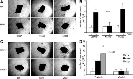 Figure 7. The proangiogenic activity of BMP6 is blocked by Cox2 inhibition in a mouse aorta ring assay. (A) Mouse aorta rings (n = 4) were embedded in collagen gel in the presence of vehicle, BMP6, NS398, or SC560. Neovessel sprouts were blindly counted at day 6. Original magnification, × 4. (B) Quantitative analysis of aortic ring assays. Columns indicate mean of triplicates. Bars indicate SD. *P < .01 compared with control. Similar results were obtained in a second independent experiment. (C) Aortas from Cox2+/+ and Cox2−/− mice were tested in this neoangiogenic assay. Images of microvessel outgrowth from aorta with or without BMP6 treatment are presented. An Olympus 4×/0.16 NA objective lens was used. (D) Statistical data of aortic ring assay using Cox2−/− mice. Error bars indicate SD of triplicates; *P < .01 compared with Cox2+/+ BSA-treated groups.