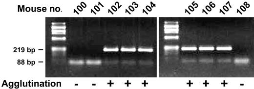 Figure 1. Identification of hGPA-Tg mice by mPCR. The presence of the GYPA Tg was detected using mPCR of gDNA extracted from biopsied tail tissue with the primers described in “Materials and methods.” This yielded a 219-bp band if the GYPA Tg was present. Amplification of the endogenous mouse glycophorin gene was used as an internal standard and yielded an 88-bp band in each case.