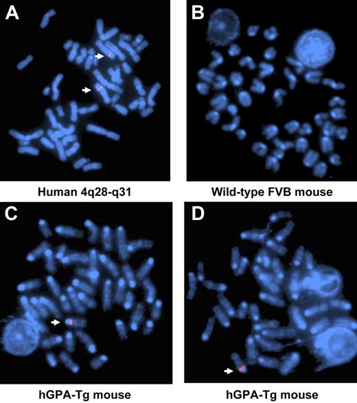 Figure 2. Localizing the GYPA gene by FISH. FISH was performed using the 159F4 BAC probe to examine the chromosomal location of the GYPA gene, which encodes the hGPA protein. As a positive control, the probe hybridized to human chromosome 4 (A), and, as a negative control, the probe did not hybridize to any wild-type FVB/NJ mouse chromosome (B). However, the probe did hybridize to one chromosome from hemizygous hGPA-Tg mice (C-D). The locations of hybridization are indicated by white arrows.