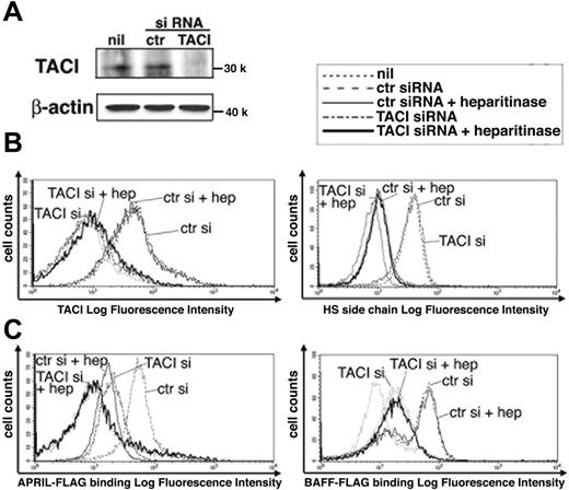 Figure 1. Effects of TACI siRNA and heparitinase on APRIL and BAFF binding to B cells. (A) Down-regulation of TACI by siRNA. Control or TACI siRNA was transfected into human peripheral blood B cells, as described in “Materials and methods,” and was subjected to immunoblot analysis probed by polyclonal anti-TACI antibody. β-Actin represents the loading control. (B) Cell surface expression of TACI and HSPG. B cells transfected with TACI siRNA or control siRNA were stained with anti-TACI mAb (11H3; left) or anti–heparan sulfate side chain of HSPG mAb (10E4; right) in the presence or absence of heparitinase (10 U/mL) for 10 minutes at 37°C. (C) Reduced binding ability of APRIL and BAFF by the defect of TACI and HSPG. Cells were treated as in panel B and were stained with FLAG-tagged APRIL (left) or BAFF (right). Stained cells were analyzed by flow cytometry. Ctr indicates control siRNA; hep, heparitinase treatment. Data are representative of 3 independent experiments with similar results.